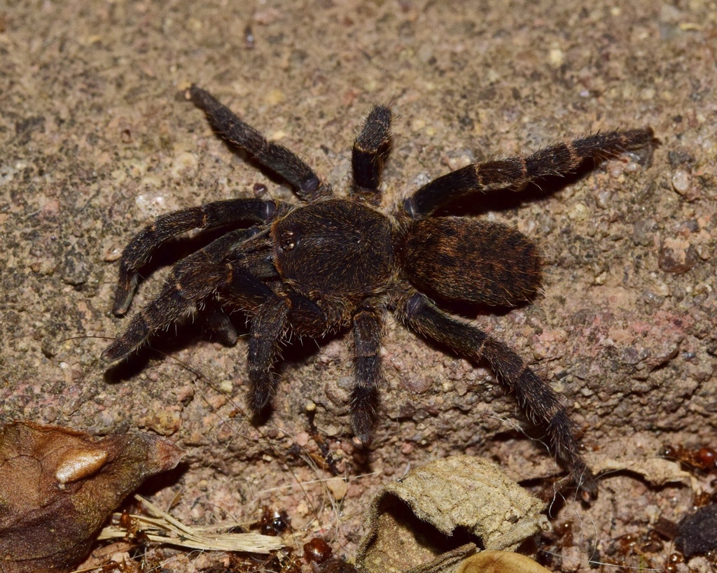 Robust Lesser Baboon Spider from Tyburn Way, Westville, KZN, ZA on ...
