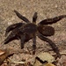 Brachionopus robustus - Photo (c) suncana, algunos derechos reservados (CC BY), subido por suncana