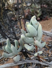 Crassula brevifolia