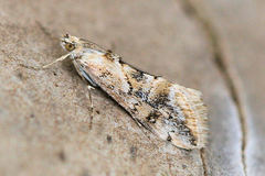 Cornifrons ulceratalis