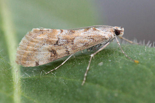Cornifrons ulceratalis