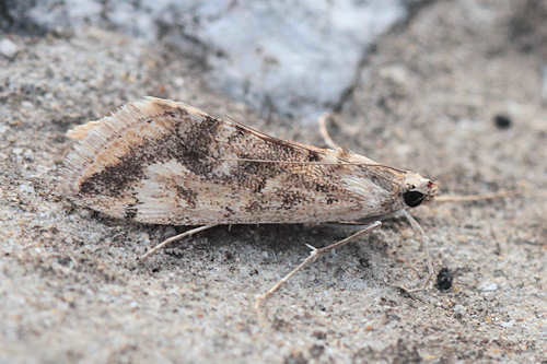 Cornifrons ulceratalis