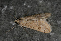 Cornifrons ulceratalis