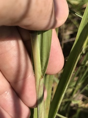 Paspalum floridanum