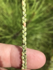 Paspalum floridanum