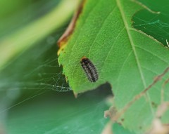 Lepidoptera