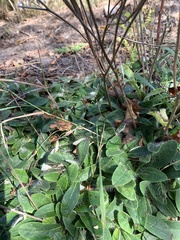 Pilosella aurantiaca