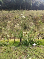 Lactuca indica