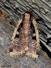 Eueretagrotis sigmoides