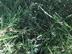 Juncus coriaceus