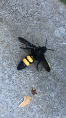 Scolia hirta