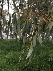 Eucalyptus pauciflora