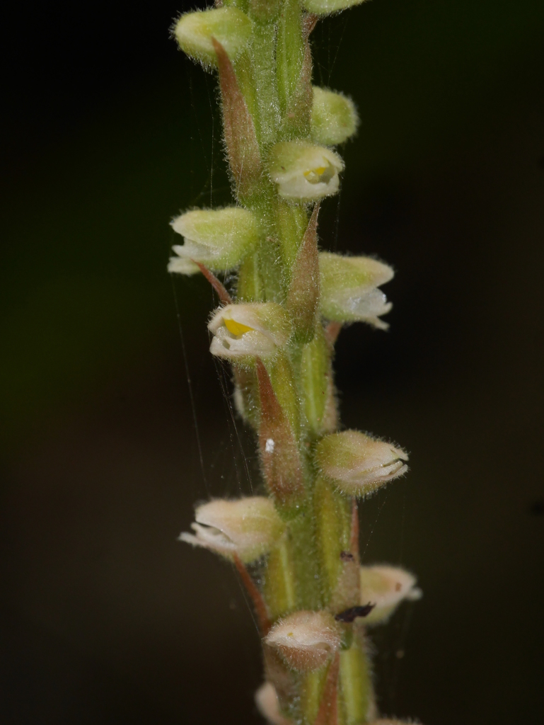 Hetaeria oblongifolia