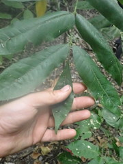 Dysoxylum mollissimum