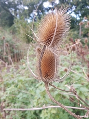 Dipsacus fullonum
