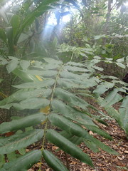 Dysoxylum mollissimum