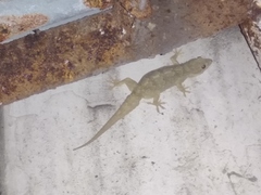 Hemidactylus