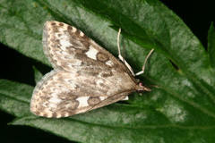 Udea olivalis