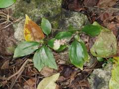 Hetaeria oblongifolia