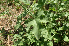 Althaea cannabina