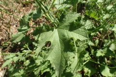 Althaea cannabina