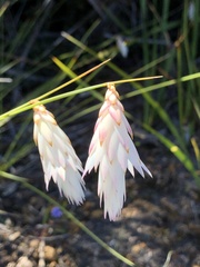 Johnsonia lupulina