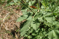 Althaea cannabina