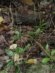 Hetaeria oblongifolia