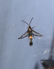 Synanthedon myopaeformis