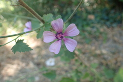 Althaea cannabina