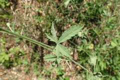 Althaea cannabina