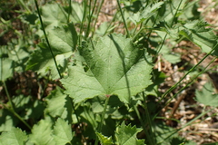 Althaea cannabina