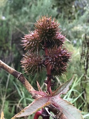 Ricinus