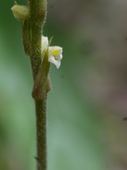 Hetaeria oblongifolia