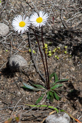 Allittia uliginosa