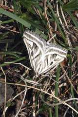 Loxostege aeruginalis