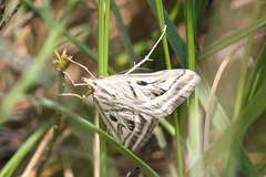 Loxostege aeruginalis