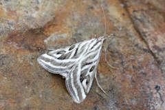 Loxostege aeruginalis