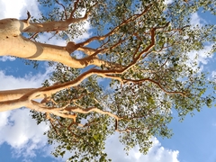 Eucalyptus bigalerita