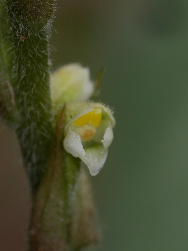 Image of Hetaeria oblongifolia by (c) mattward, some rights reserved (CC BY)