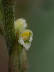 Hetaeria oblongifolia