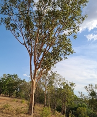 Eucalyptus bigalerita