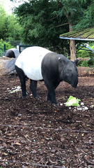 Rhinocerotidae