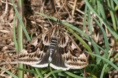 Loxostege manualis