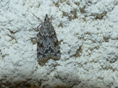 Scoparia basistrigalis