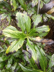 Helleborus purpurascens