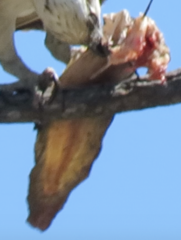 Freshwater Cobbler photo 3
