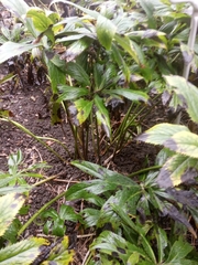 Helleborus purpurascens