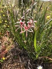 Pelargonium longifolium