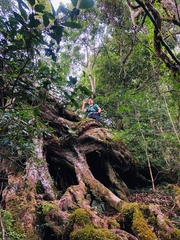 Tsuga chinensis